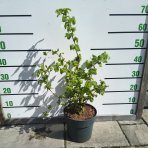 Lieska obyčajná (Corylus avellana contorta) ´MEDUSA´ - výška 60-80 cm, kont.C5L